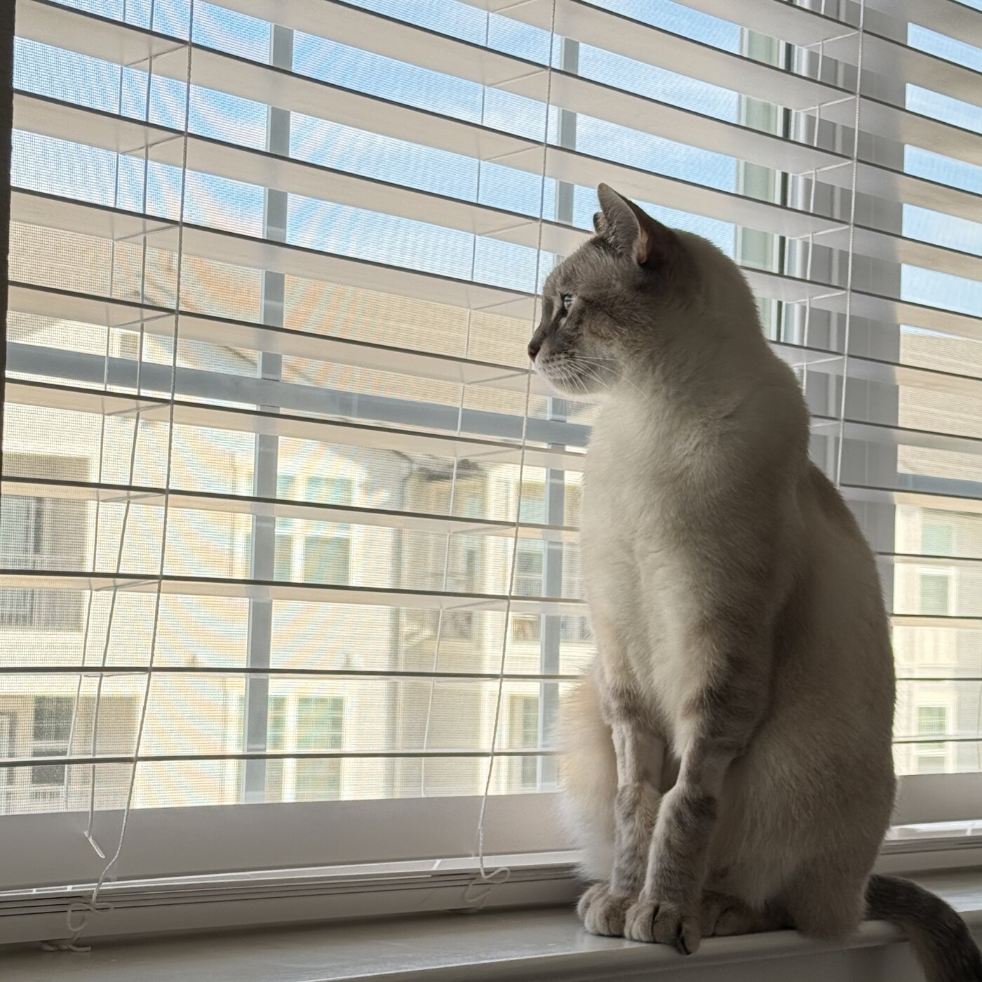 At home: the window watch