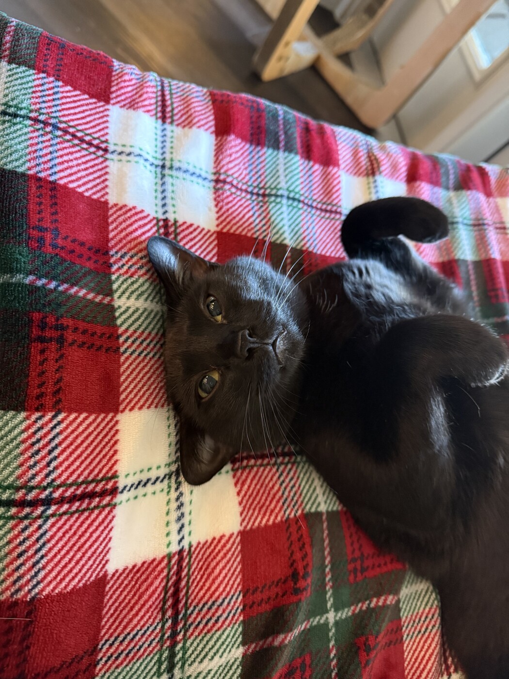At home: the blanket nap